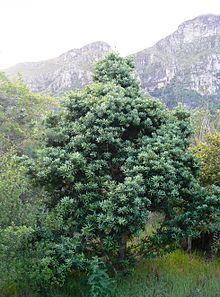 Podocarpus latifolius httpsuploadwikimediaorgwikipediacommonsthu