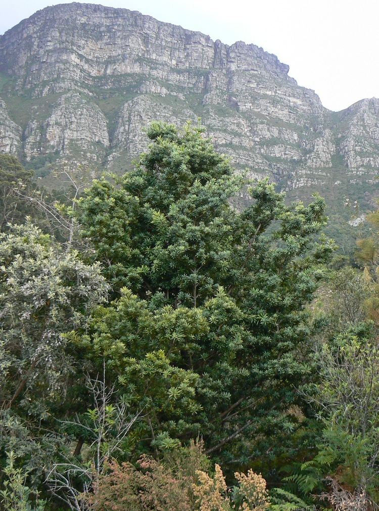 Podocarpus latifolius FilePodocarpus latifolius young Yellowwood Table Mountain 9