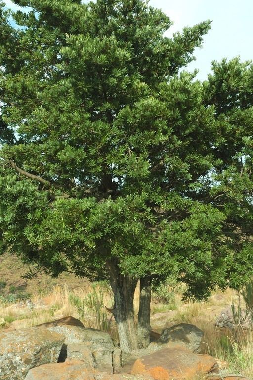 Podocarpus latifolius CalPhotos