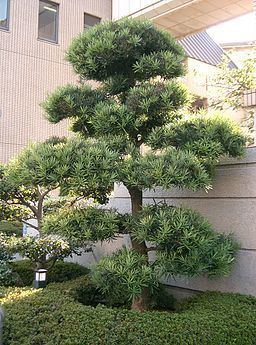 Podocarpus macrophyllus Bonsai Beginnings Buddhist Pine a lucky charm