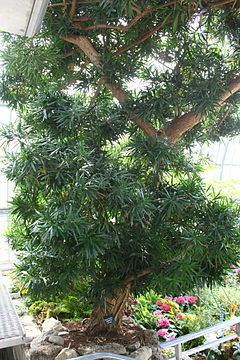 Podocarpus macrophyllus httpsuploadwikimediaorgwikipediacommonsthu