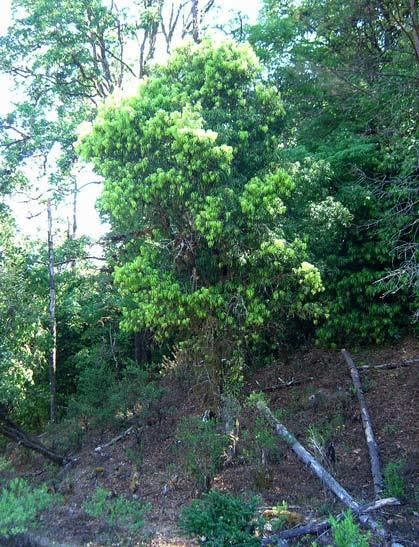 Podocarpus matudae Podocarpus matudae description