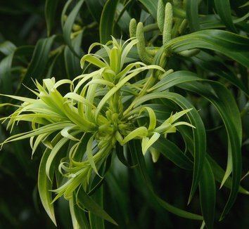 Podocarpus matudae Podocarpus matudae plant lust