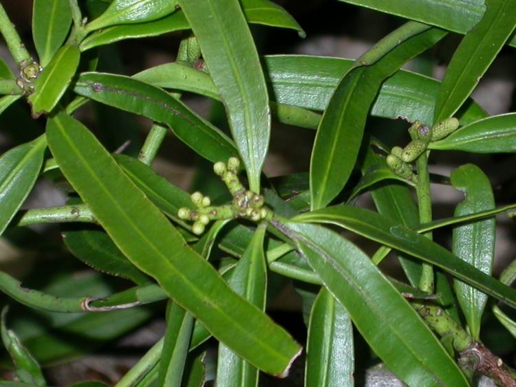 Podocarpus neriifolius PNGTreesKey Podocarpus neriifolius DDon