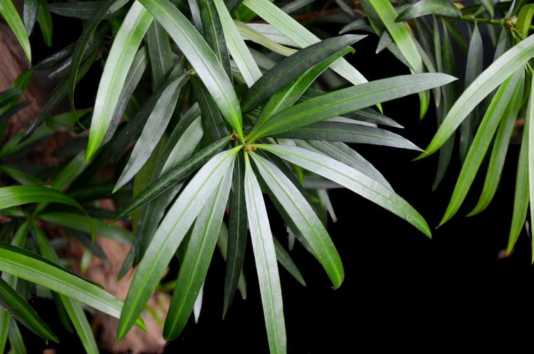 Podocarpus neriifolius Podocarpus neriifolius Images Useful Tropical Plants