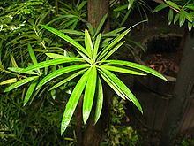 Podocarpus neriifolius httpsuploadwikimediaorgwikipediacommonsthu