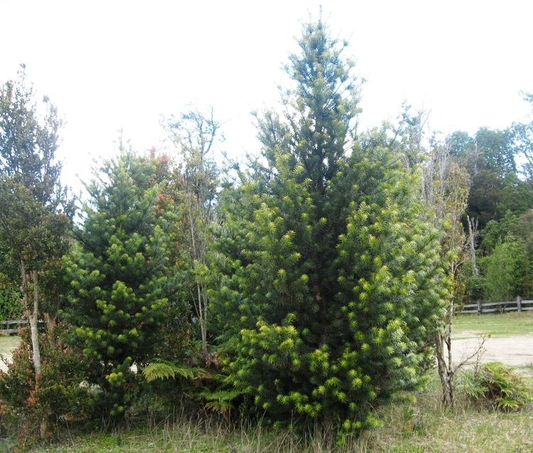 Podocarpus nubigenus FilePodocarpus nubigenus rbol jovenjpg Wikimedia Commons