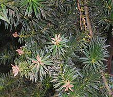 Podocarpus nubigenus httpsuploadwikimediaorgwikipediacommonsthu