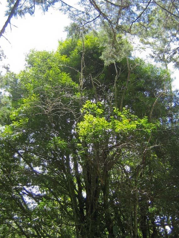 Podocarpus oleifolius wwwconifersorgpopooleifolius01jpg
