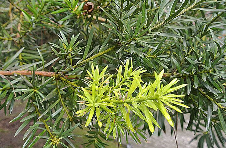 Podocarpus oleifolius Podocarpus oleifolius known as Sinsin Featuring new folia Flickr