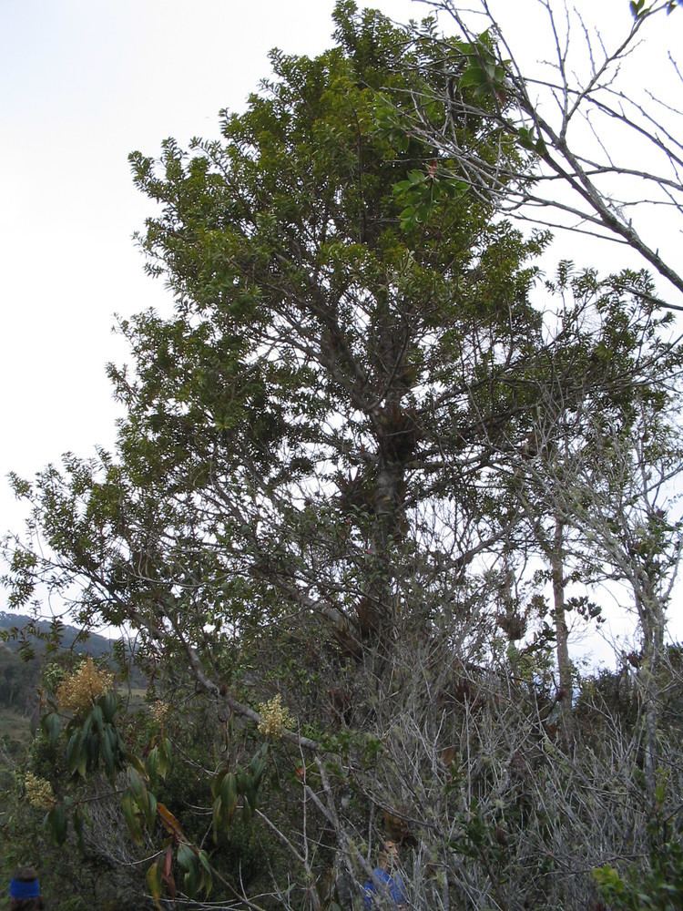 Podocarpus oleifolius Inicio
