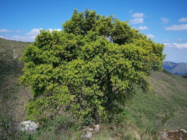 Podocarpus parlatorei httpsuploadwikimediaorgwikipediacommonsthu