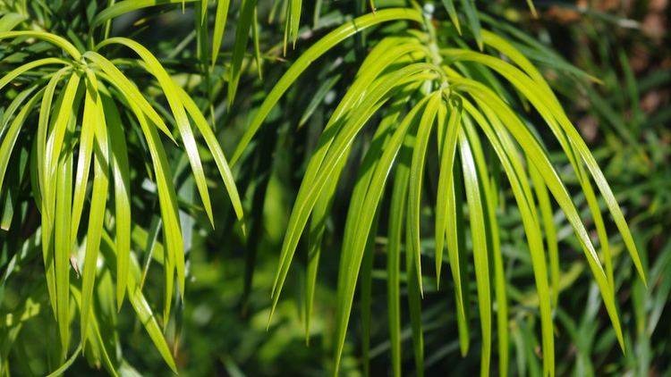 Podocarpus parlatorei Podocarpus parlatorei Images Useful Tropical Plants