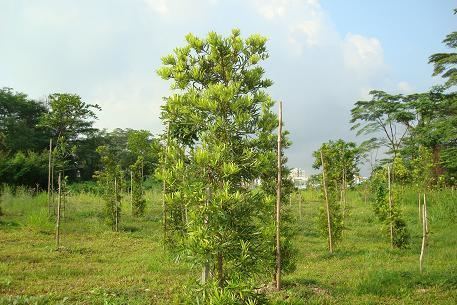 Podocarpus polystachyus Podocarpus polystachyus