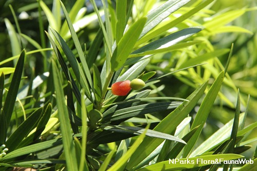 Podocarpus polystachyus Flora Fauna Web Plant Detail Podocarpus polystachyus RBr ex Endl