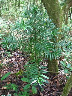 Podocarpus sellowii httpsuploadwikimediaorgwikipediacommonsthu