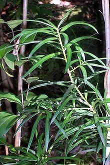 Podocarpus spinulosus httpsuploadwikimediaorgwikipediacommonsthu