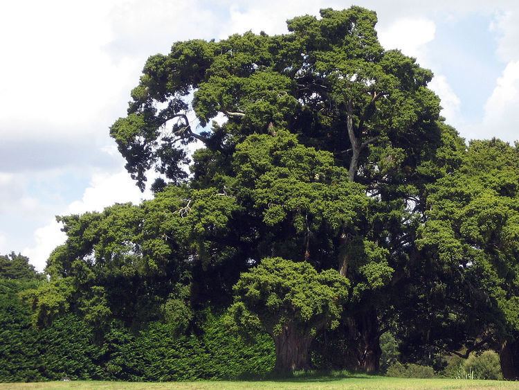 Podocarpus totara Podocarpus totara Wikipedia
