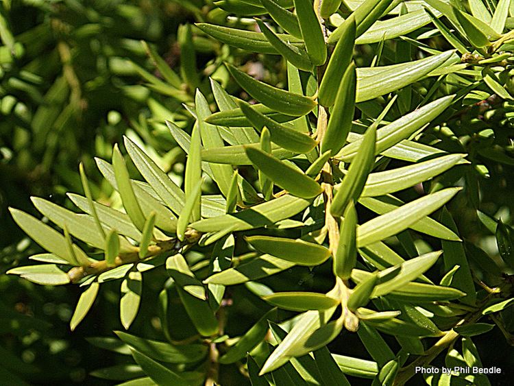 Podocarpus totara TERRAIN Taranaki Educational Resource Research Analysis