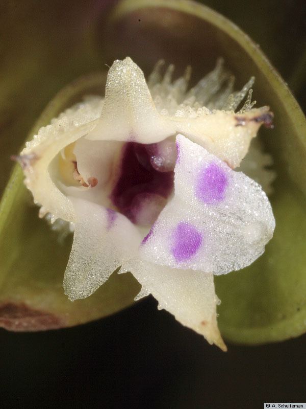 Podochilus wwworchidspeciescomorphotdirpodmuricatusjpg