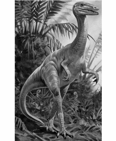 Podokesaurus The Dino Directory Podokesaurus Natural History Museum