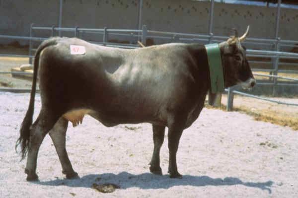 Podolica Italian breeds of cattle Podolica