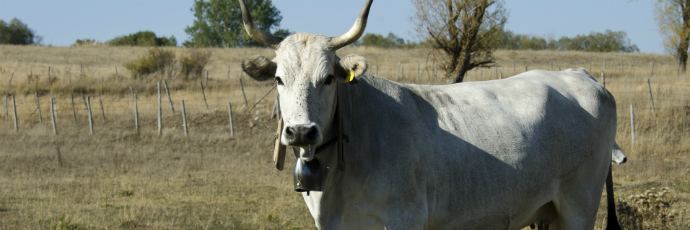 Podolica Calabrian Podolica Cattle Presdi Slow Food Slow Food Foundation