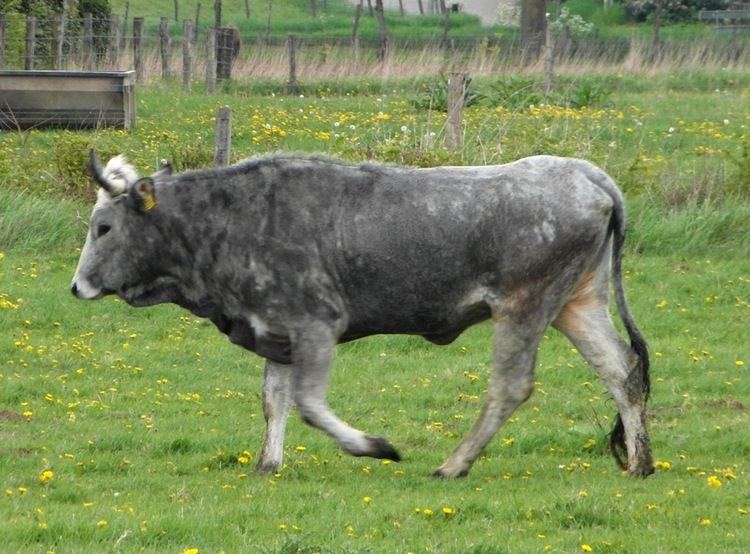 Podolica FilePodolica cow TaurosJPG Wikimedia Commons