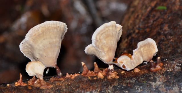 Podoscypha Fungi Biodiversity of the Reserva Ecolgica Bijagual