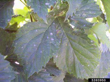 Podosphaera macularis powdery mildew Podosphaera macularis Wallr U Braun amp S Takam