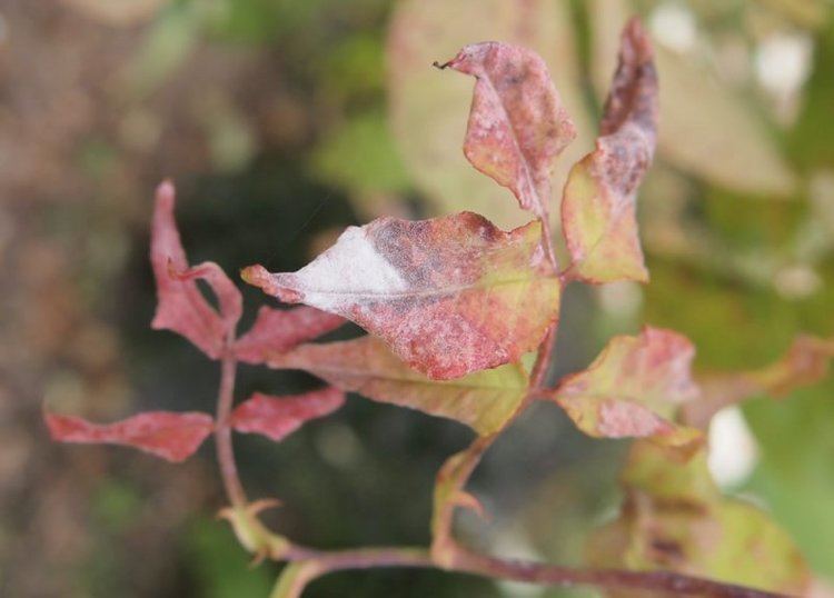 Podosphaera pannosa Rose powdery mildew Podosphaera pannosa Problems Oak Leaf