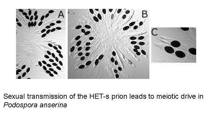 Podospora anserina The hets prion of Podospora anserina causes meiotic drive and