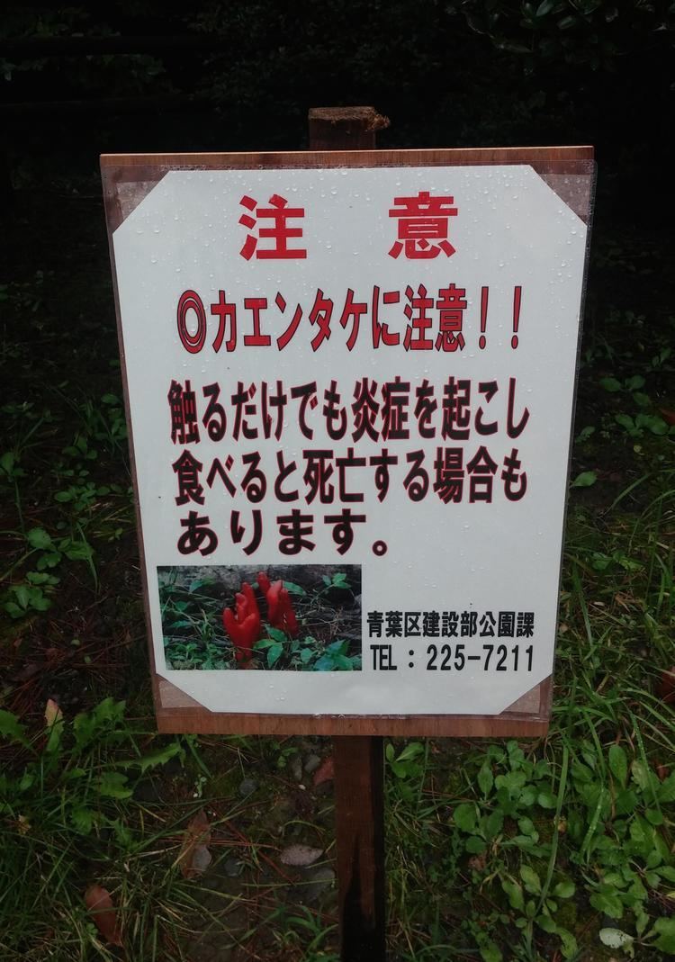 Podostroma cornu-damae Warning sign I encountered in Japan for Podostroma cornudamae an