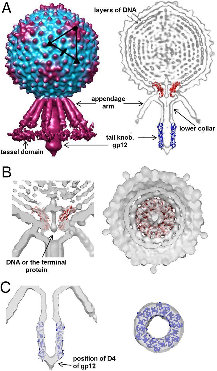 Podoviridae Structural investigations of a Podoviridae streptococcus phage C1