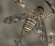 Poecilanthrax httpsuploadwikimediaorgwikipediacommonsthu