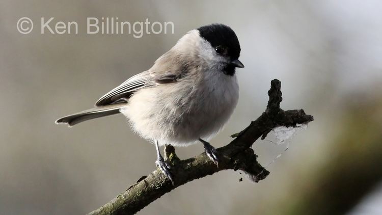 Poecile Marsh Tit Parus palustris Focusing on Wildlife