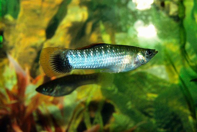 Poecilia Fish Identification