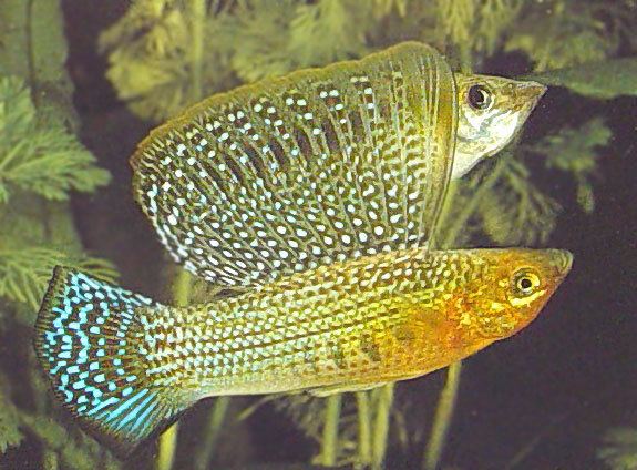Poecilia velifera Poecilia velifera aquarium Fish Pinterest Beautiful Grey and Fish