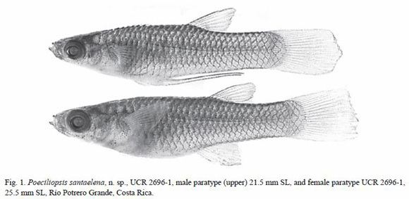 Poeciliopsis A new species of poeciliid fish Poeciliopsis santaelena from