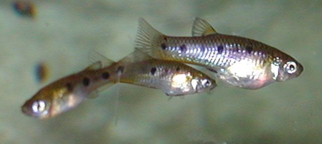 Poeciliopsis Fish Identification