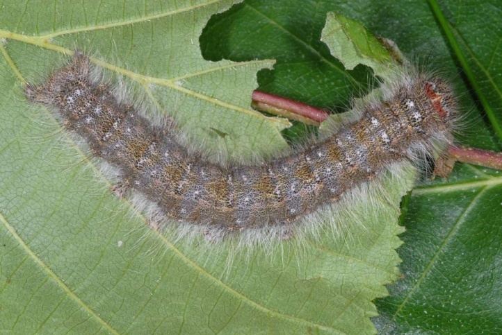 Poecilocampa populi wwwpyrgusdebilder1lasiocampidaepopulirpe2009jpg