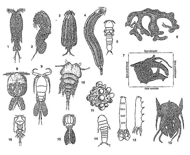 Poecilostomatoida Poecilostomatoida quelques formes titre d39exemple Morphologie