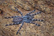 Poecilotheria httpsuploadwikimediaorgwikipediacommonsthu