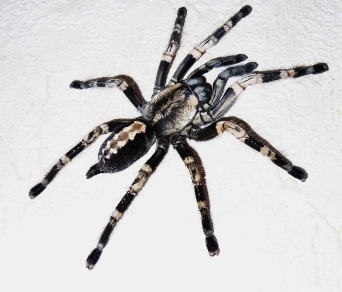 Poecilotheria Poecilotheria