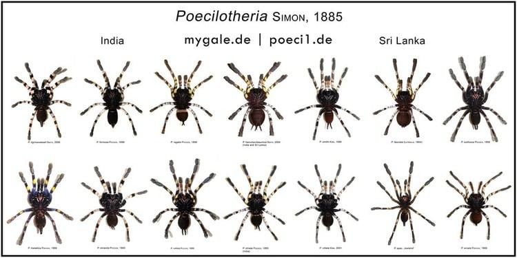 Poecilotheria Poecilotheria metallica Theraphosidae