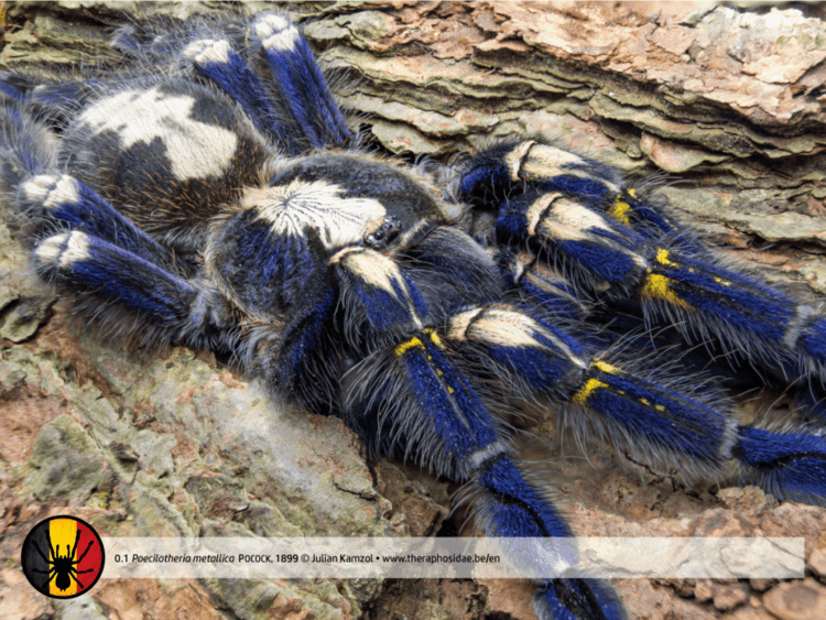 Poecilotheria Poecilotheria metallica Theraphosidae