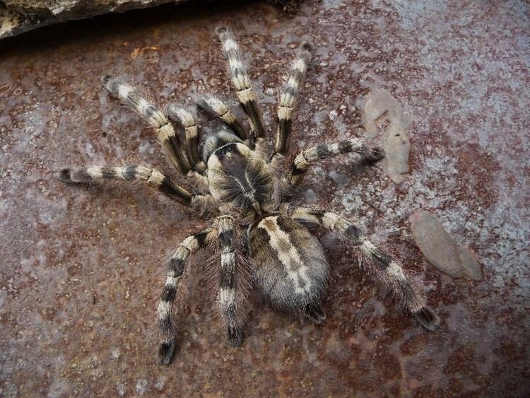 Poecilotheria formosa Poeformosacaresheet