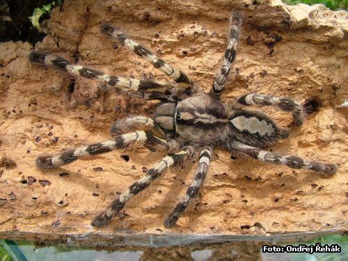 Poecilotheria hanumavilasumica World39s Critically Endangered Spiders The Random Science
