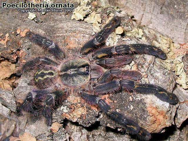 Poecilotheria ornata Poecilotheria ornata Theraphosids tarantulas of the World