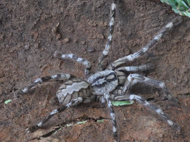 Poecilotheria rajaei Meet Poecilotheria rajaei A newly discovered facesized tarantula